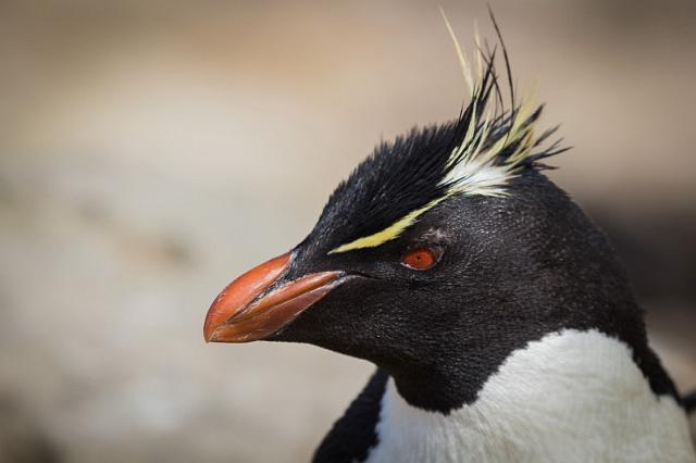 021 Falklandeilanden, New Island, zuidelijke rotspinguin.jpg